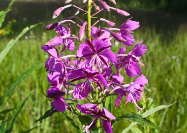 Chamerion angustifolium (L.) Holub - Ivan-çay iğde.