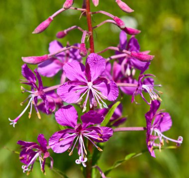 Chamerion angustifolium (L.) Holub - Ivan-çay angustifolia. Bitkisel çay olarak kullanılan.