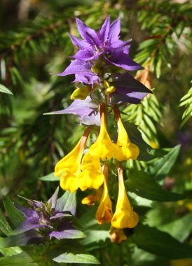Ivan da Marya - Melampyrum nemorosum L.