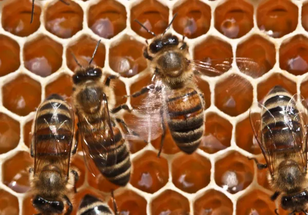 Швидкі Рухи Гребінці Пробивання Крил Бджоли Вказують Місце Нектар — стокове фото