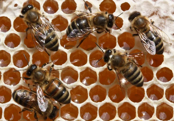 Бджоли Працюють Вулику Вони Обробляють Нектар Мед — стокове фото
