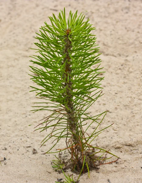 stock image Pine seedling