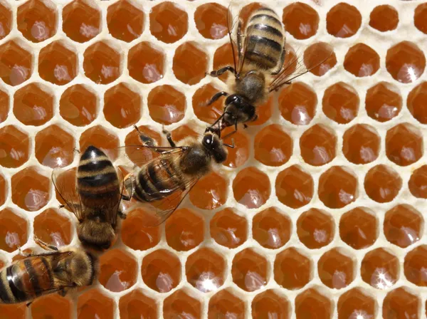 Bijen Werkt Korf Zij Verwerken Nectar Honing — Stockfoto