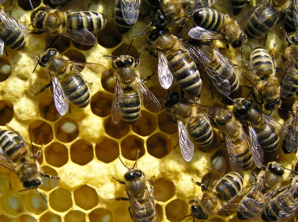 Fénykép Mutatja Fiatal Méhek Táplálkoznak Lárvák Gubók Sejtek Felszínén — Stock Fotó
