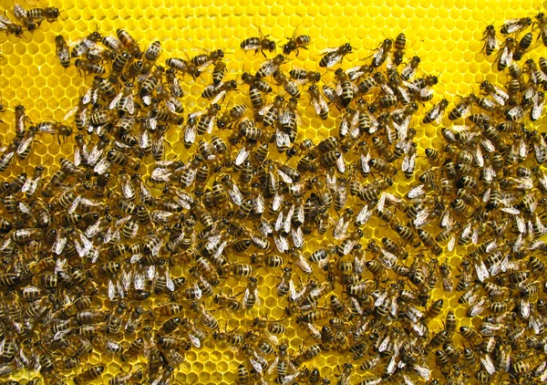 생활 그리고 꿀벌의 일 — 스톡 사진