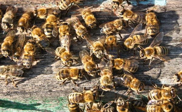 После Двух Дней Работы Улье Молодые Пчелы Находятся Пределами Улья — стоковое фото