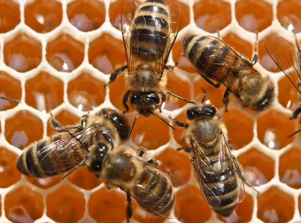 Молоді бджоли роботи — стокове фото