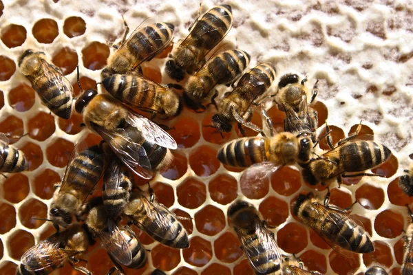 Nektar Pszczoły Zamienione Miód Powyżej Prawej Stronie Pokazuje Zamknięte Komórki — Zdjęcie stockowe