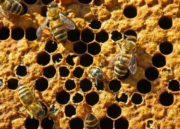 Nap Elteltével Egy Cellát Fiatal Méhek Tojásrakásra Tojás — Stock Fotó