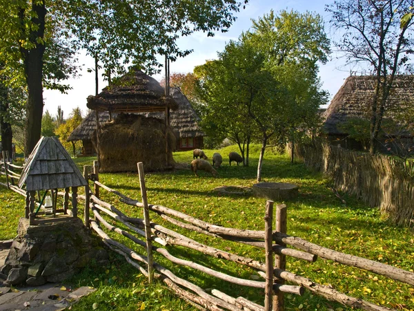 Wieś Zakarpacia Wypasa Owce Zbierane Siana Zimą — Zdjęcie stockowe