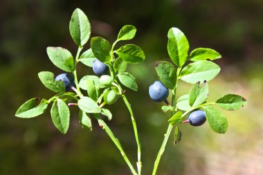 Bilberry - Vaccinium myrtillus clipart