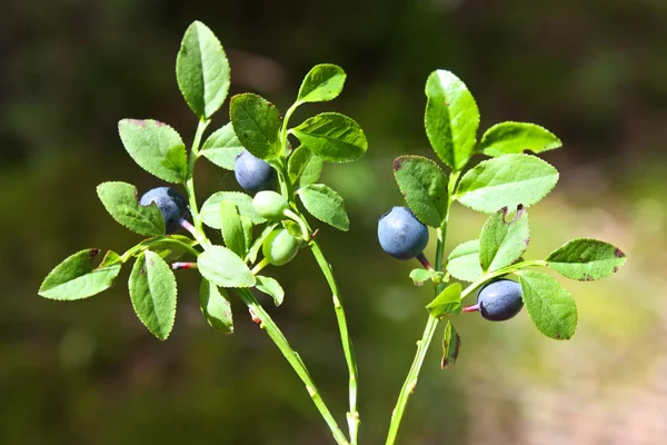 stock image Bilberry - Vaccinium myrtillus