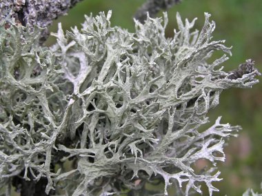lichen evernia Erik (evernia prunastri) Kırım'da vurdu. sen-ebilmek bulmak o ölü ağaçlar.