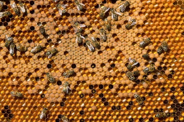在蜂窝的帧是蜜蜂和花粉的幼虫 — 图库照片