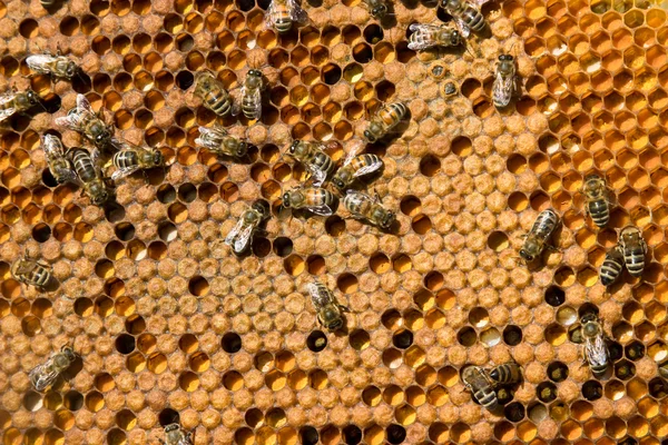 生活和繁殖的蜜蜂 — 图库照片