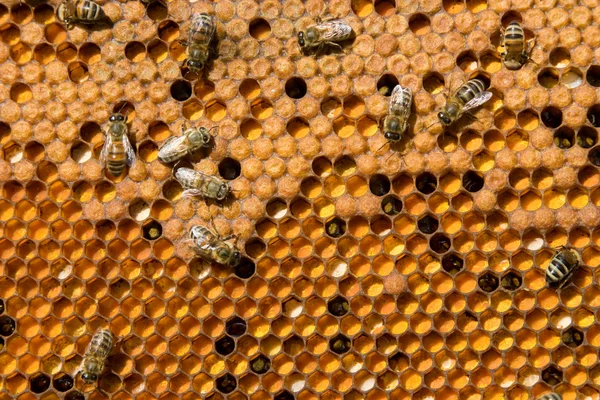 Жизнь и размножение пчел — стоковое фото