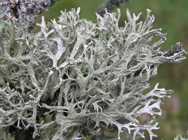 Lichen Evernia Plum (Evernia prunastri)