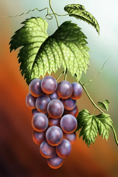 stock image Grapes