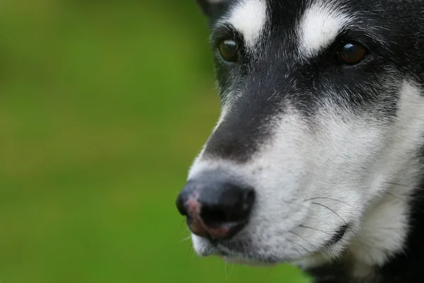 Waakzame hond close-up — Stockfoto