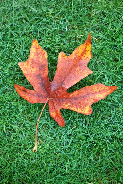 Autumn Leaf on Grass — Stock Photo, Image