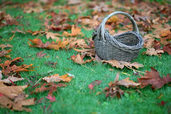 Leerer Korb auf Gras in Blättern — Stockfoto