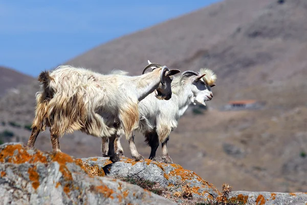 Dwie kozy — Zdjęcie stockowe