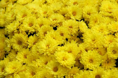 sarı çiçek - krizantem
