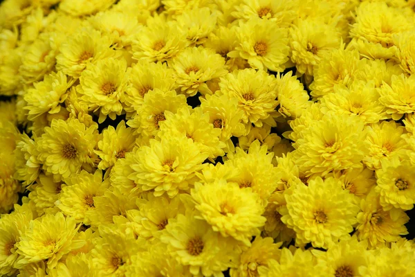 stock image Yellow flowers - Chrysanthemum