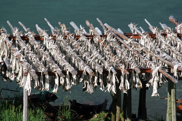 stock image Dried stockfish