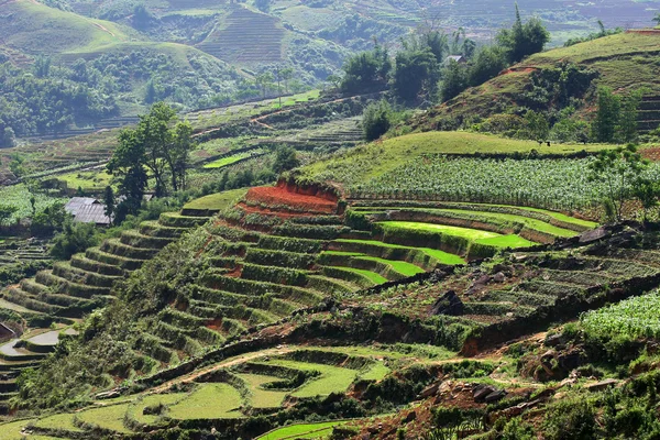 stock image Rice field in Vietnam