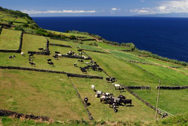 İnekler uçurumun üzerinde çayıra