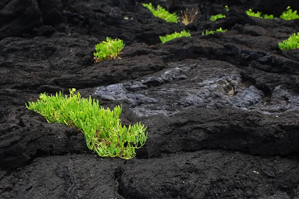 용암 생활 — 스톡 사진