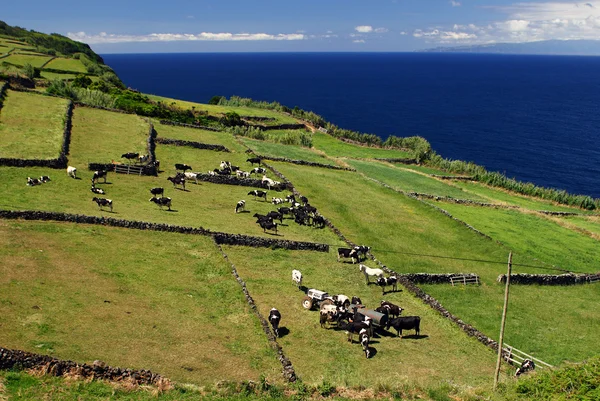 Pastwiska na klifie z krów — Zdjęcie stockowe