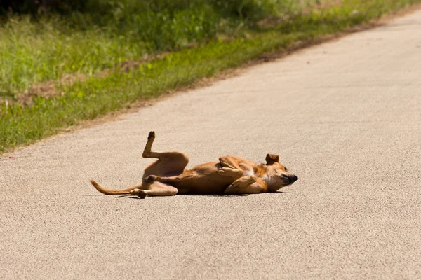 stock image Hot Dog