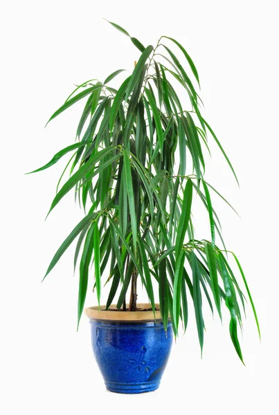 Plant in pottery — Stock Photo, Image