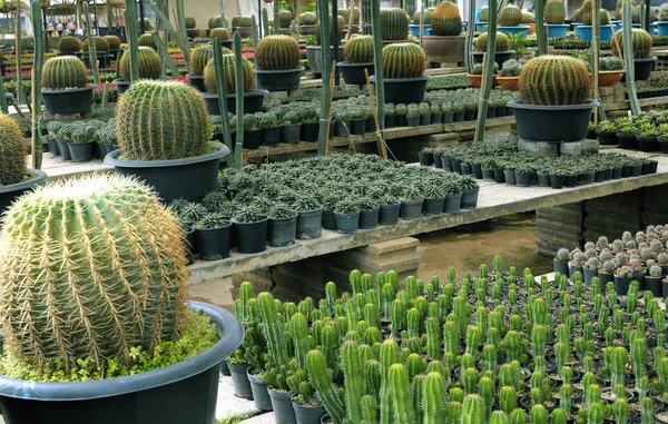 Cactus breeding — Stock Photo, Image