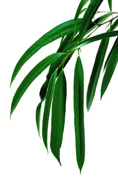 Stock image Branch With Green Leaves