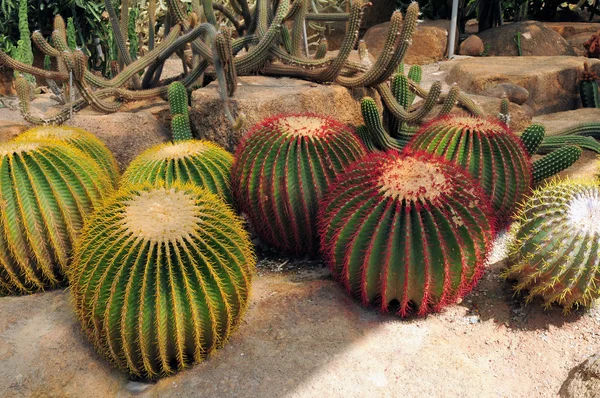 Ball-shaped cacti — Stock Photo, Image