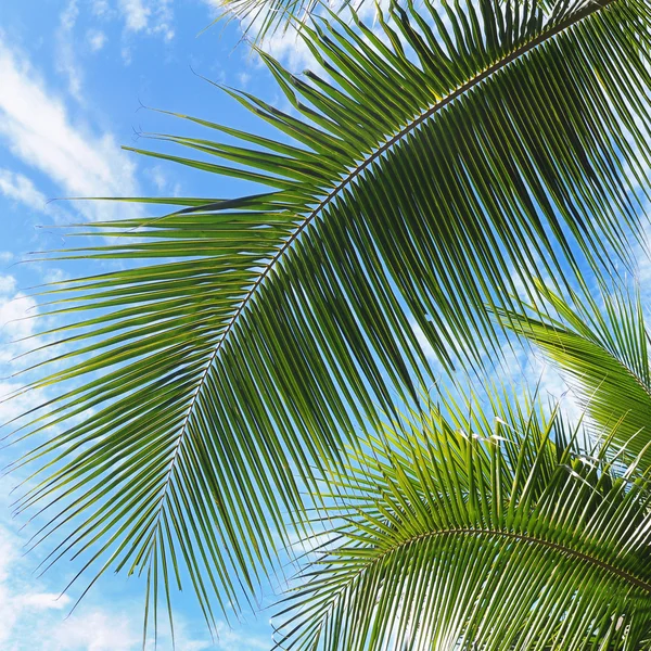 Palm Tree Leaves — Stock Photo, Image