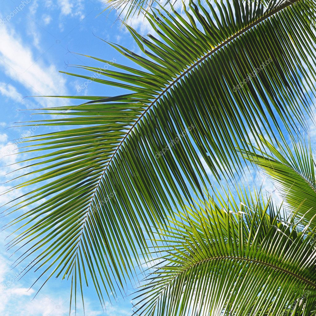 Palm Tree Leaves — Stock Photo © dotcom #4530652