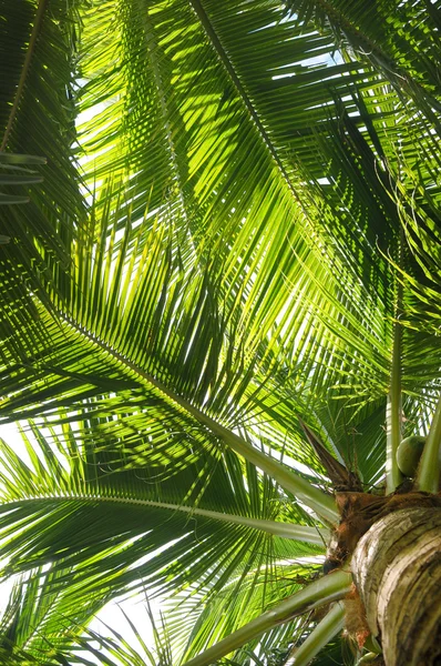 Palm Tree Beautiful Green Leaves Coconuts — Stock Photo, Image