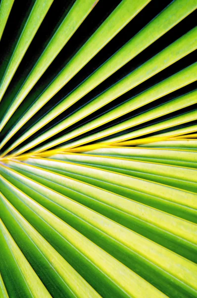 Palm Tree Levél Különböző Zöld Árnyalatú — Stock Fotó