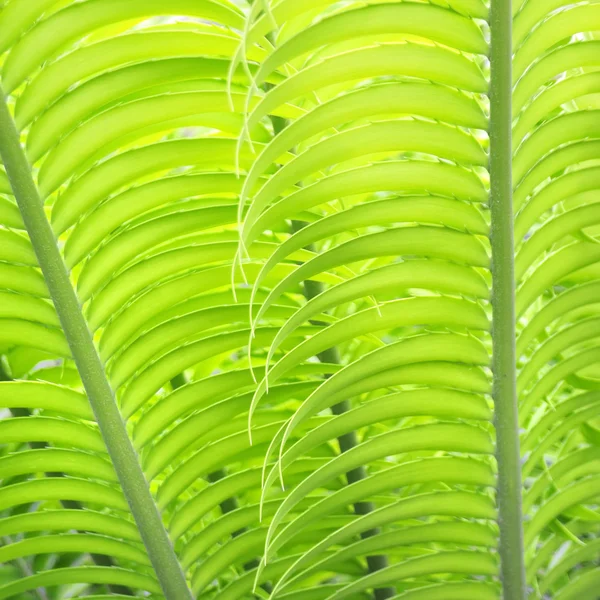 Palm Leaf — Stock Photo, Image
