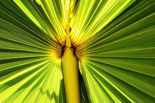Çeşitli Yeşil Tonlarında Palmiye Yaprağı Yakın Çekim — Stok fotoğraf