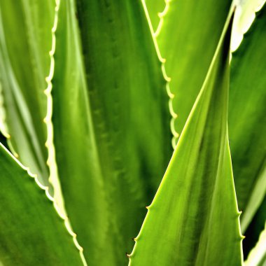 Agave kaktüs