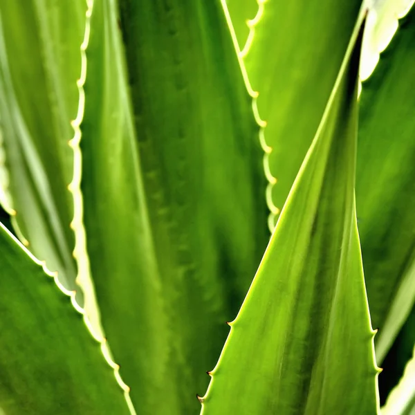 Agave kaktüs — Stok fotoğraf