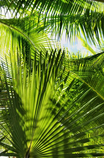 棕榈的叶子 — 图库照片