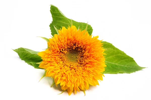 Beautiful Sunflower Green Leaves White Background — Stock Photo, Image