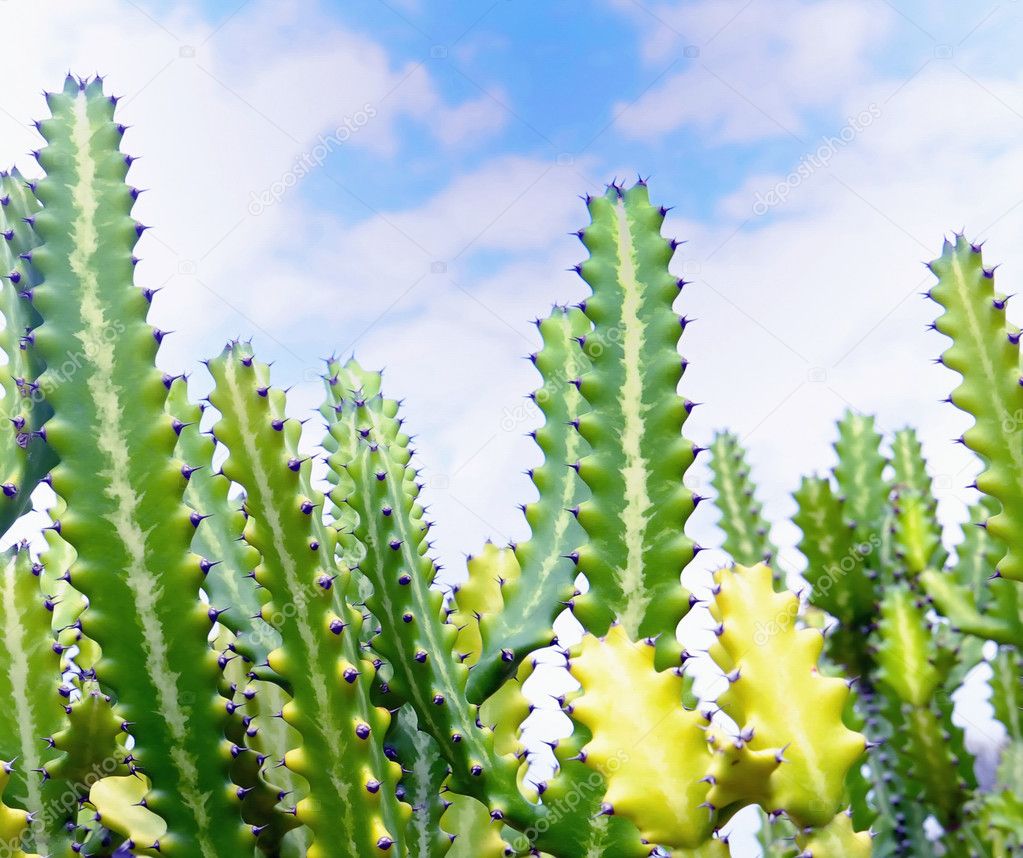 Green cactus in front of blue sky with clouds