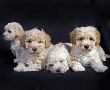 A group of poodle - maltese mix dogs pose in front of a black background. clipart
